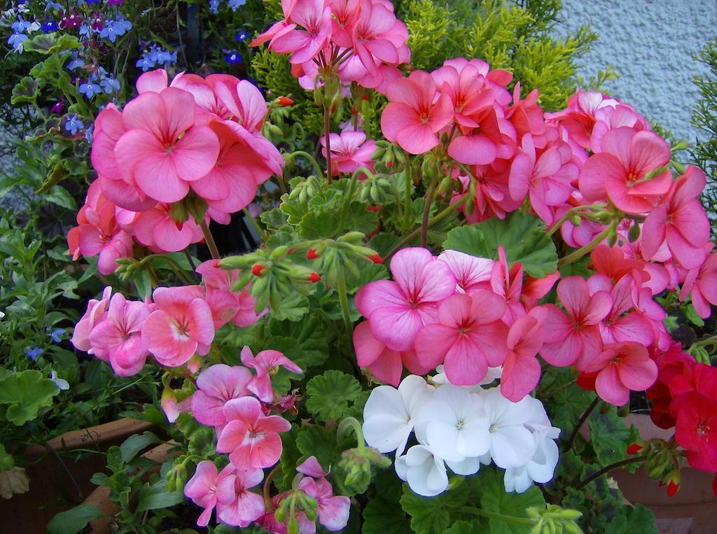 Lee House Bed & Breakfast Lynton Bagian luar foto
